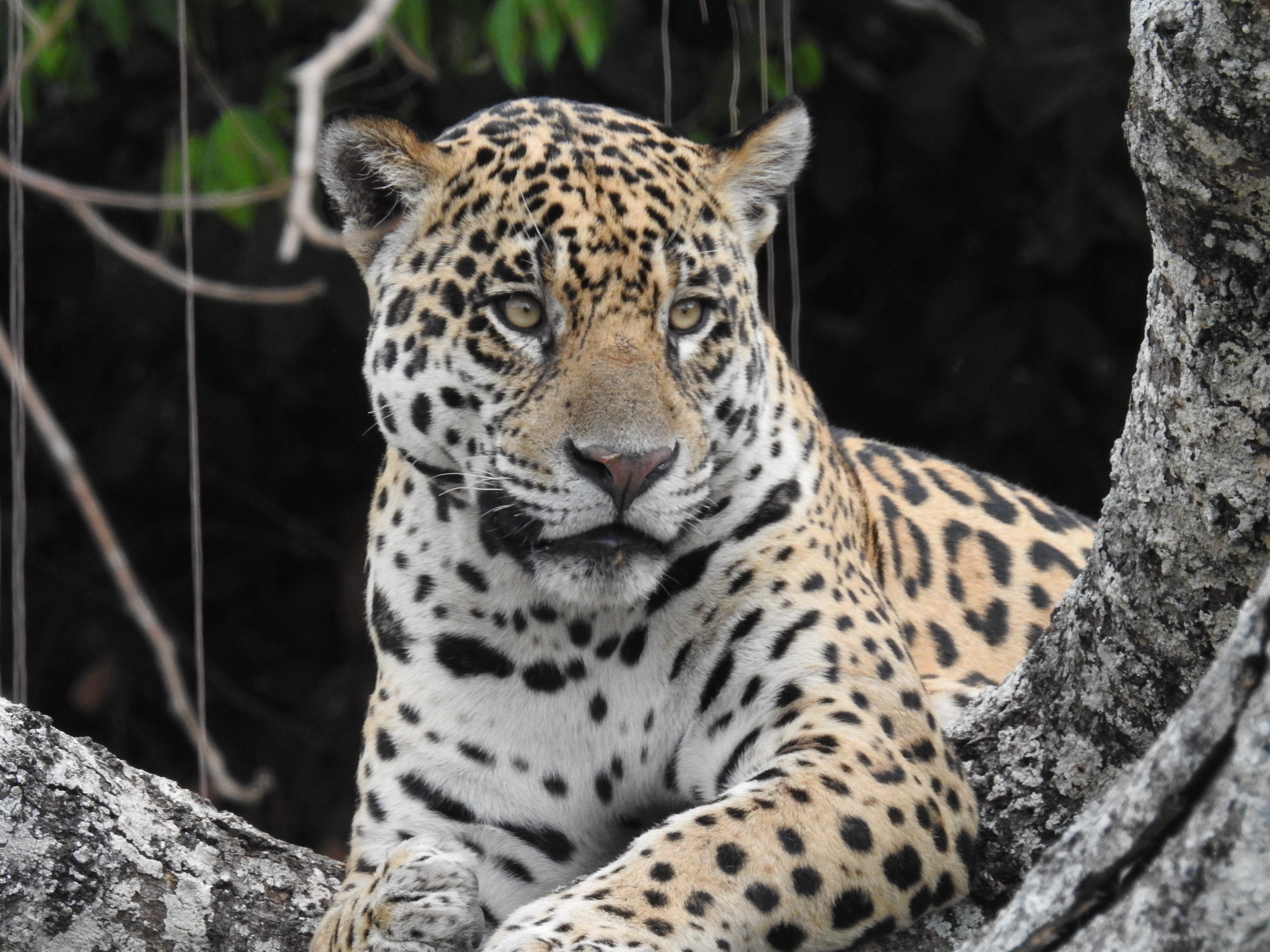 JAGUAR PHOTO SAFARIS – Itinerary – BOUTE EXPEDITIONS